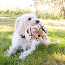 Kong® Toughz Pup Dog Toy