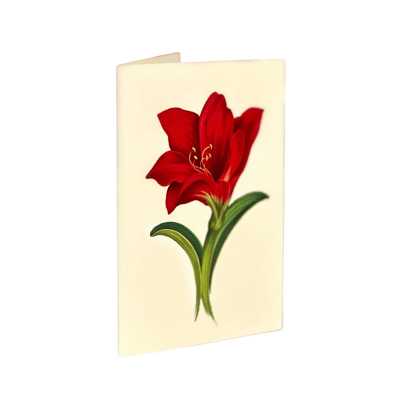 FreshCut Paper | Christmas Scarlet Amaryllis Pop-Up Bouquet With Card