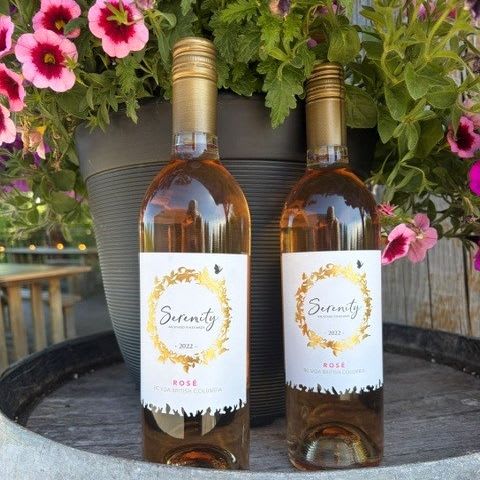 Serenity Rose - 6 pack