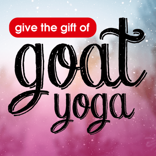 Holiday Gift Certificate | Goat Yoga