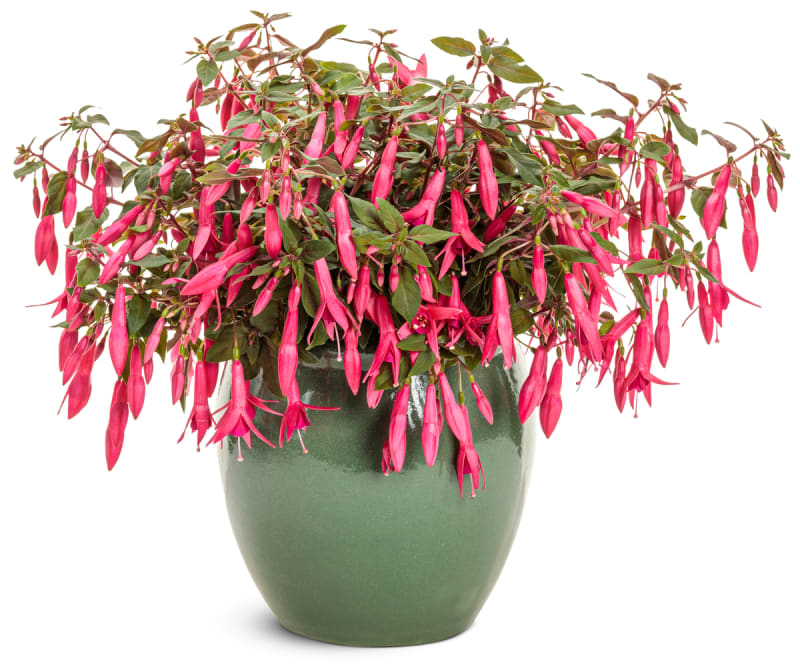 Proven Winners® Fuchsia