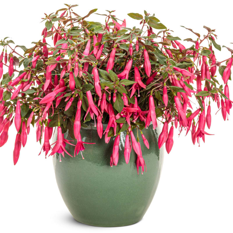 Proven Winners® Fuchsia