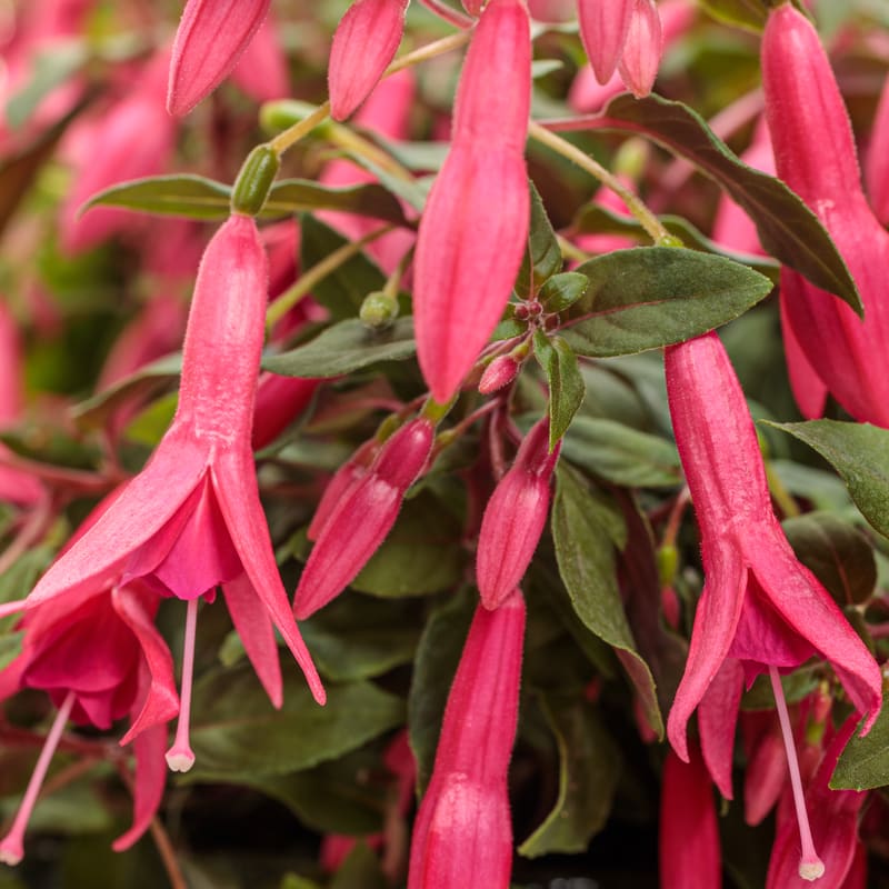 Proven Winners® Fuchsia