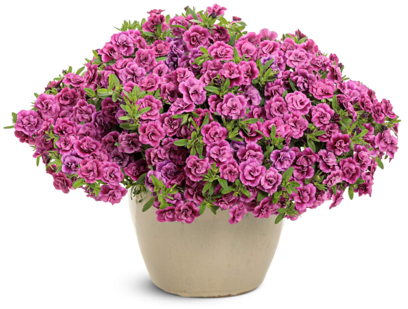 Proven Winners® Calibrachoa Superbells®