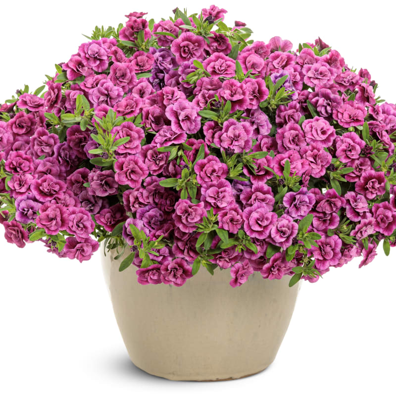 Proven Winners® Calibrachoa Superbells®