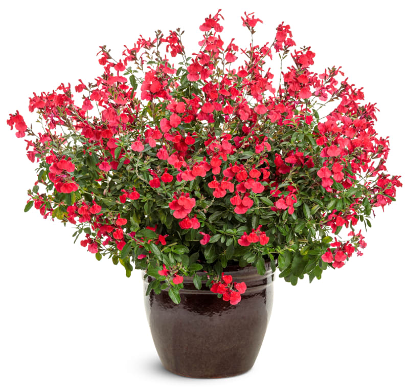 Proven Winners® Salvia
