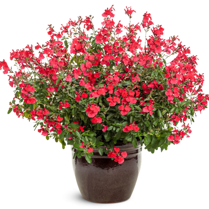 Proven Winners® Salvia