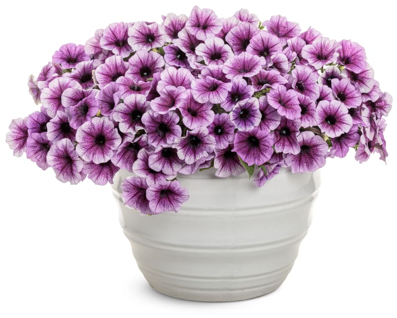 Proven Winners® Petunia Supertunia®