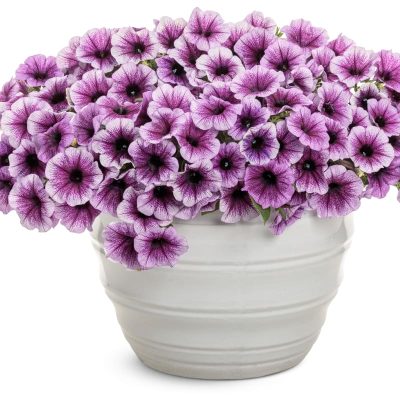 Proven Winners® Petunia Supertunia®