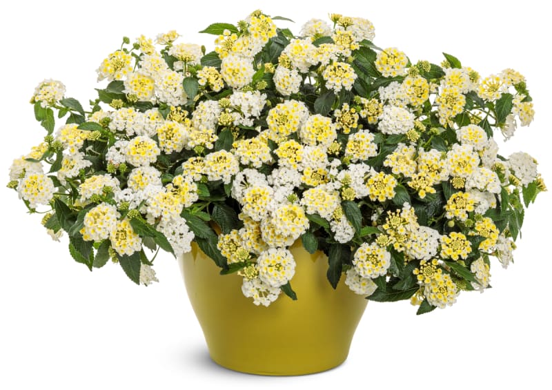 Proven Winners® Lantana  Luscious®