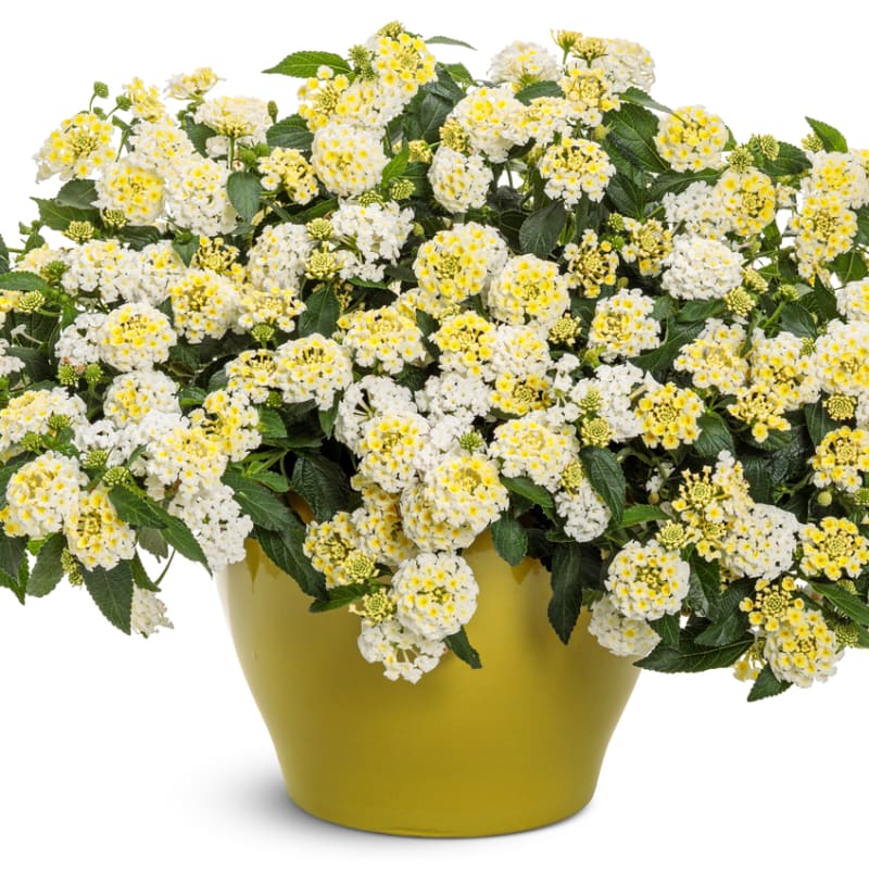 Proven Winners® Lantana  Luscious®