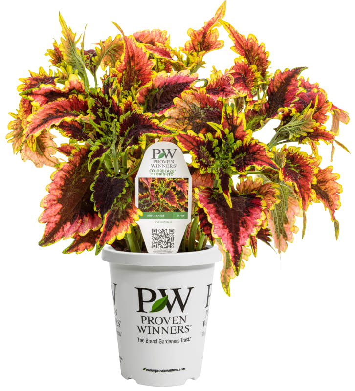 Proven Winners® Coleus ColorBlaze®