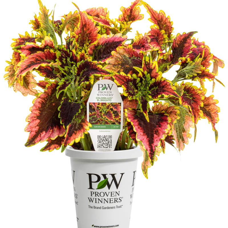 Proven Winners® Coleus ColorBlaze®