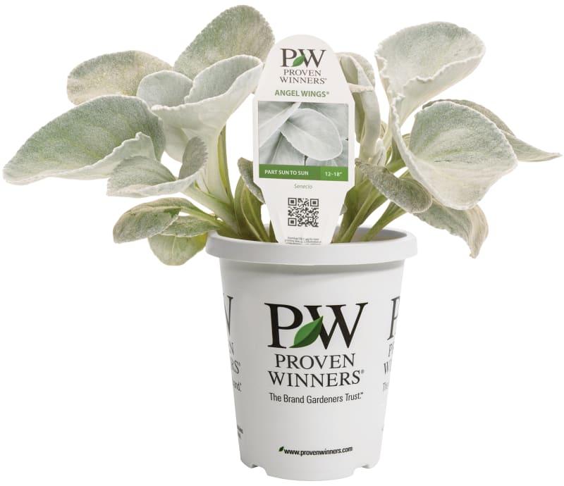 Proven Winners® Senecio