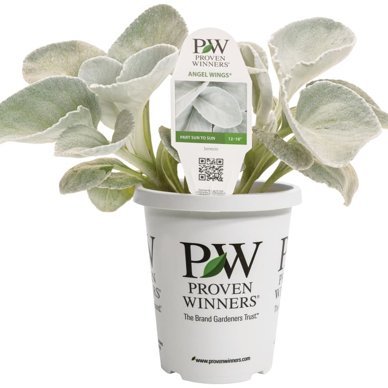 Proven Winners® Senecio