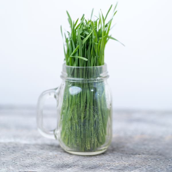 Wheatgrass