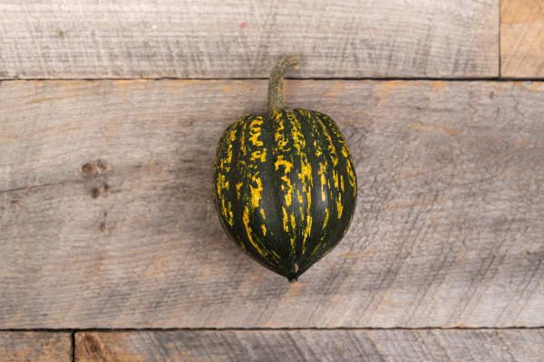 Starry Night Squash