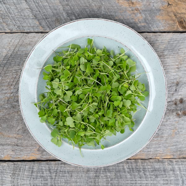 Arugula Microgreens