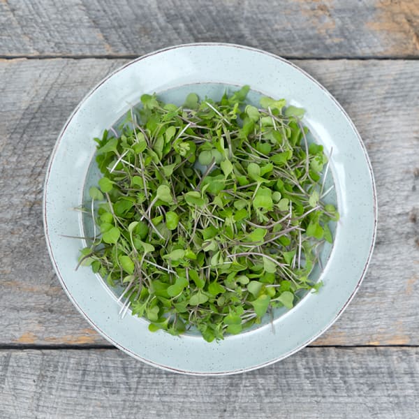 Kale Microgreens