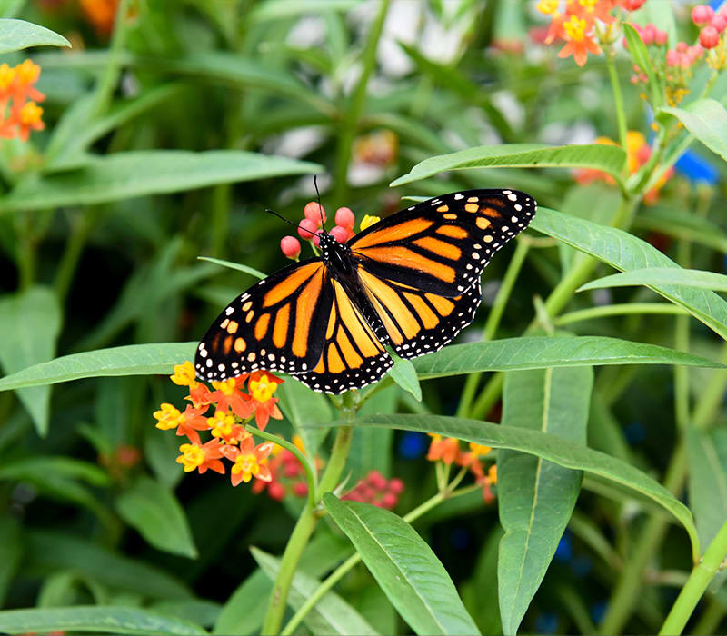 Butterfly Conservatory