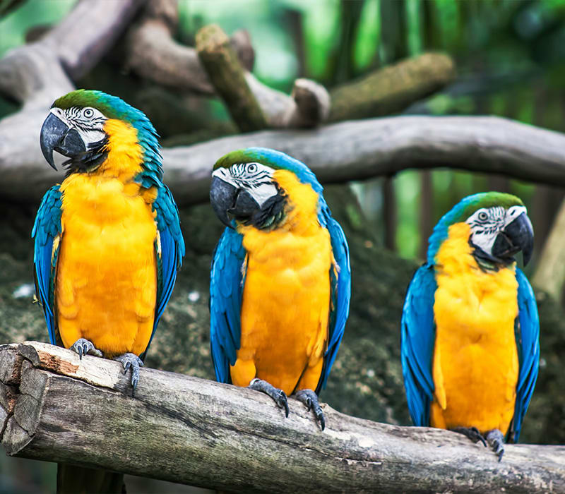 Bird Kingdom