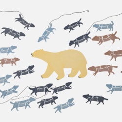 Polar Bear In Camp