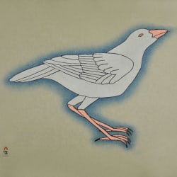 White Raven