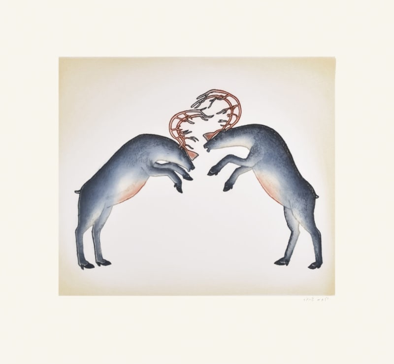 Rutting Caribou