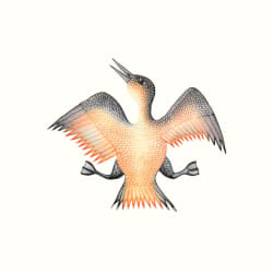 Jubilant Bird