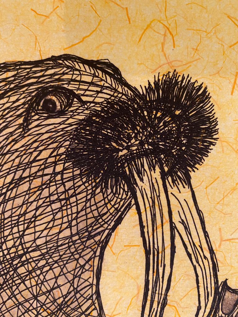 Walrus Lore