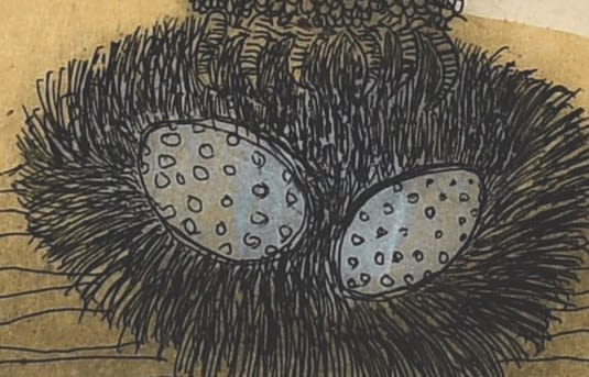 Nesting Owls