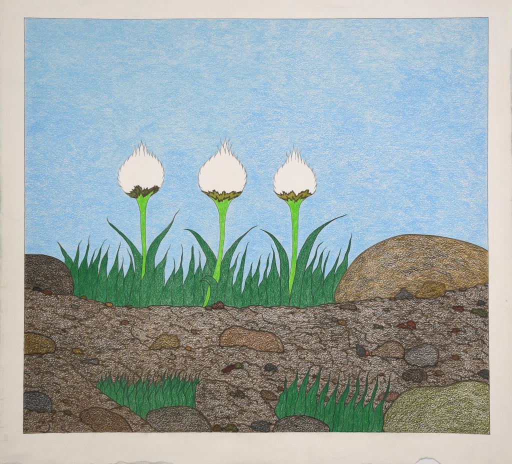 Three Cotton Flowers
