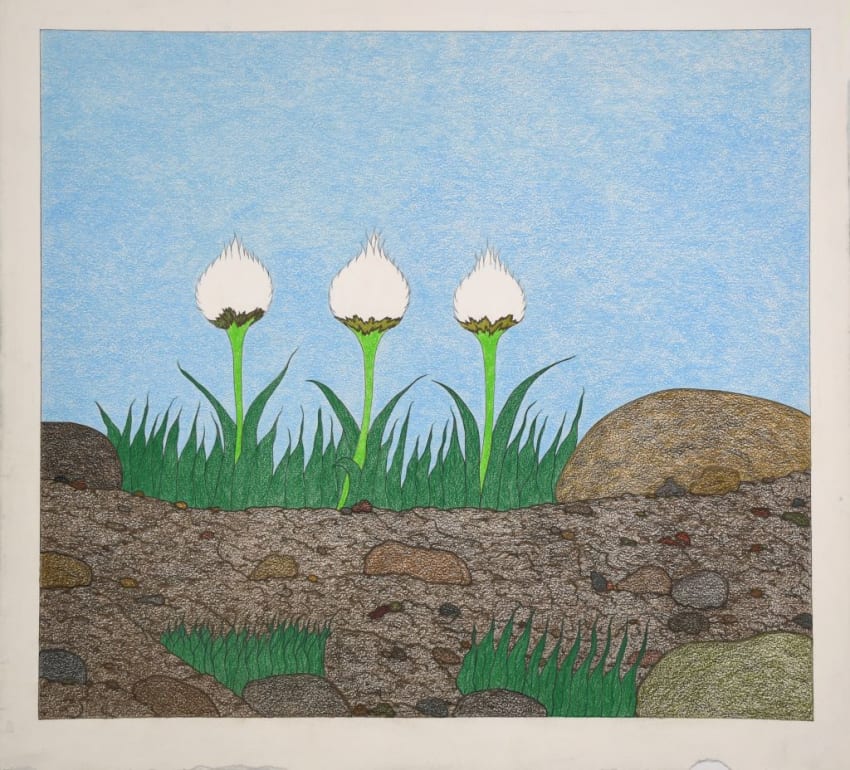Three Cotton Flowers