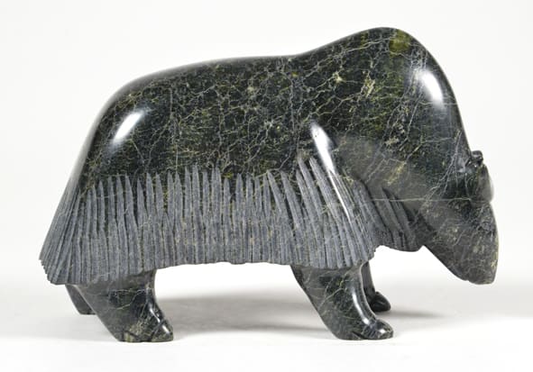Muskox