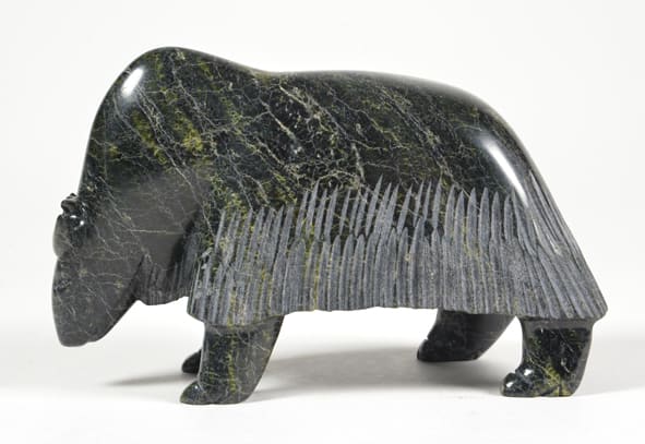 Muskox