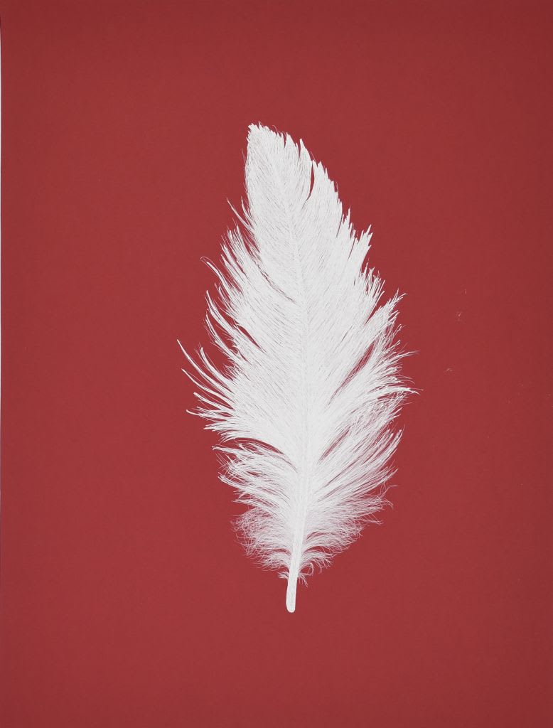 Seagull Feather