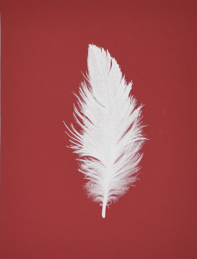 Seagull Feather