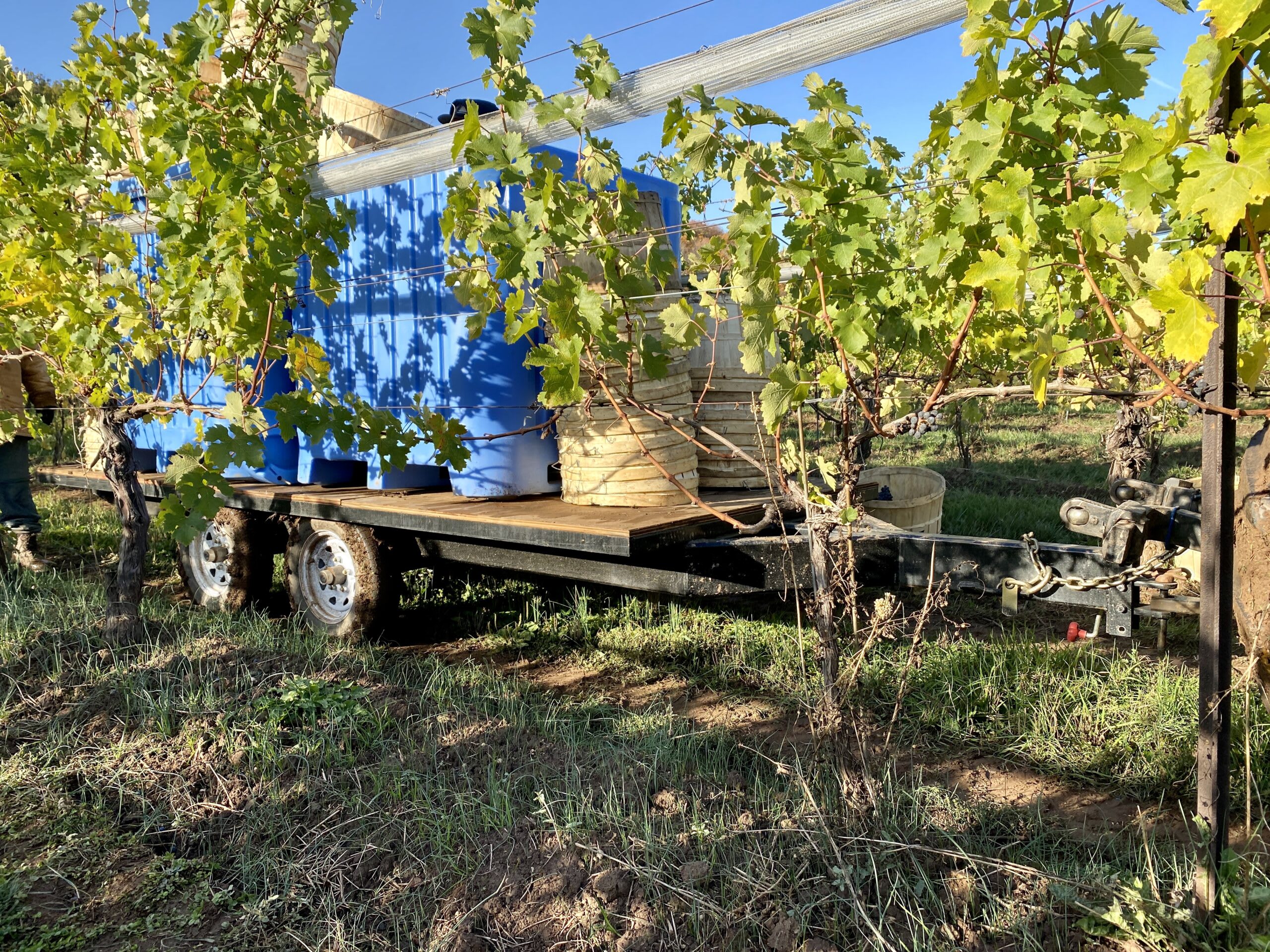 LVE Custom Grape Harvest Trailer