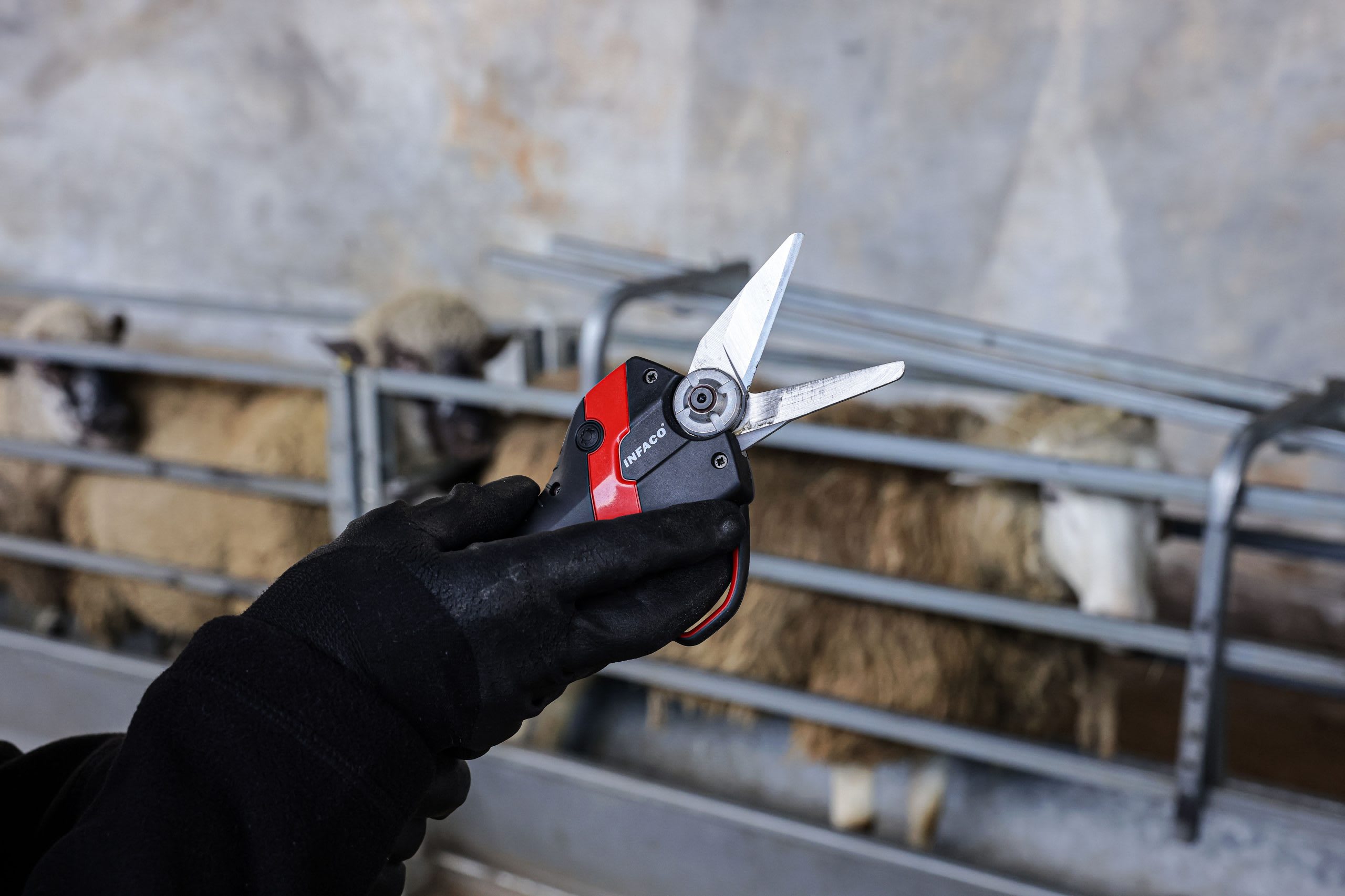 INFACO Hoof Trimmer Blade Kit