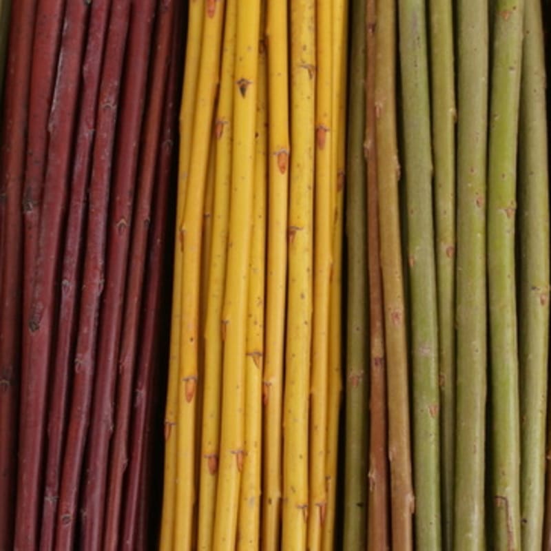 Dormant Willow Cuttings