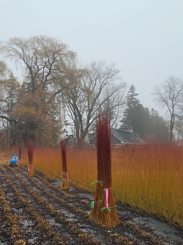 Dried Willow